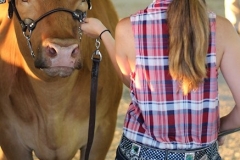 With blue, red and white ribbons overflowing from her pocket, Leah Smith-Rowe of Rockcastle County stands with her Gelbvieh cow, Red Velvet, during a cow show final Friday night at the Boyle County Fair. Red Velvet was named Grand Champion.