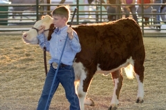 Ben Kleppinger/ben.kleppinger@amnews.com
Joshua Kernodle, 9, of Perryville walks his cow, Callie, around the livestock show floor.