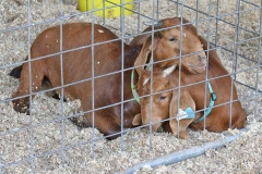 Kendra Peek/kendra.peek@amnews.com 
RJ and Trip, three month old Boer Goats belonging to Maggie Whilhoite of Owen County, wait in their pens at the Boyle County Fair goat show.