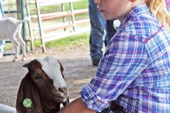 Kendra Peek/kendra.peek@amnews.com 
Cheyenne Phillips, 9, waits with her goat Buttercup at the Boyle County Fair goat show.
