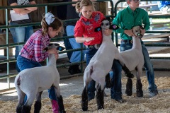 Ben Kleppinger/ben.kleppinger@amnews.comContestants work to control their sheep during a competition.