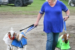 Kay DeMoss, of Nicholasville, brings her children's goats to the livestock barn in hopes of beating the rain Wednesday night.