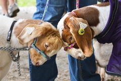 Sparky, left, and Springfield knock their noggins while waiting to enter the show ring Wednesday night.