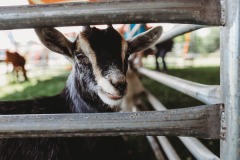 2021 Boyle Co. Fair