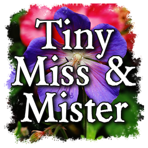 Tiny Miss & Mister Pageant